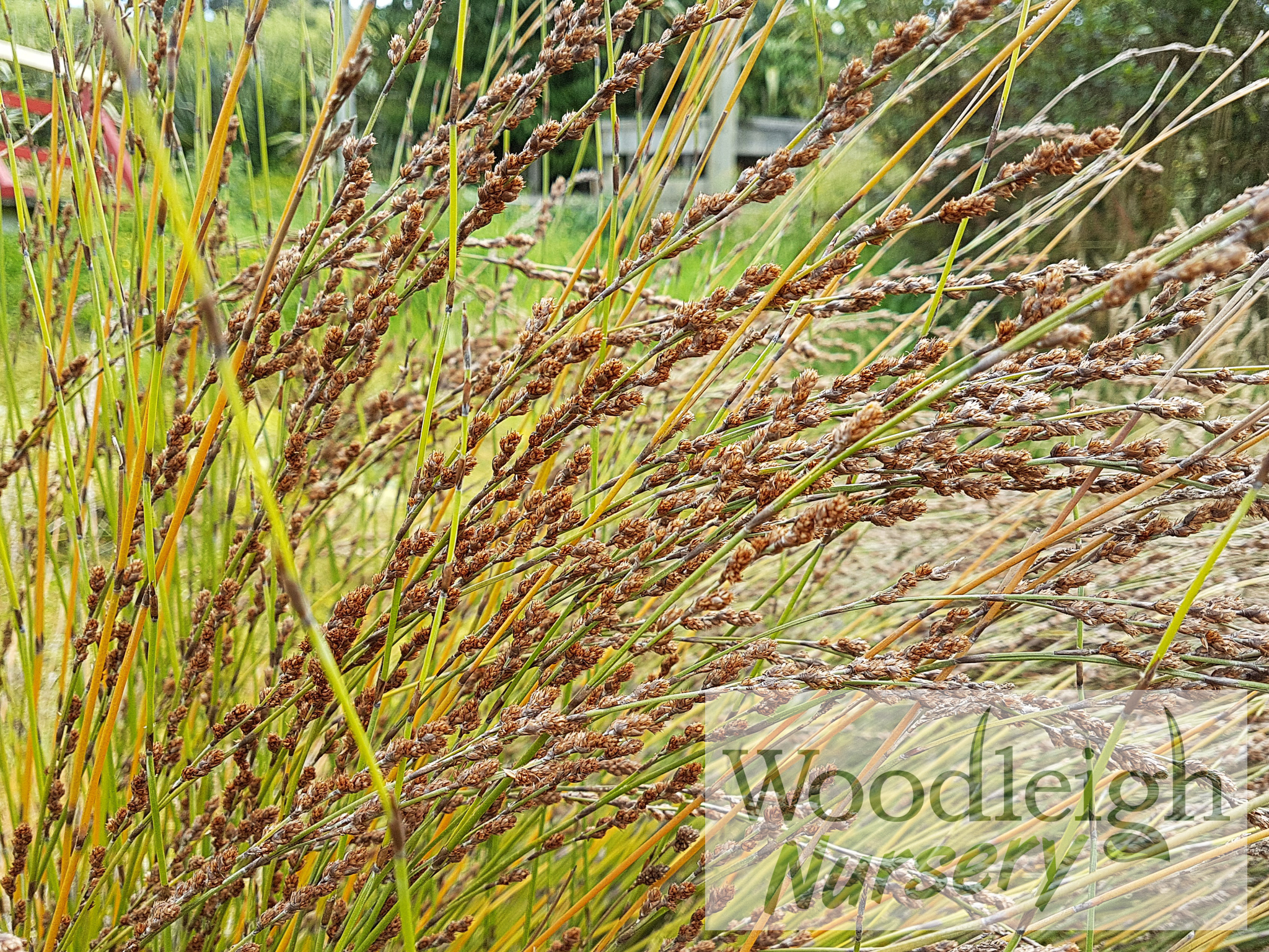 Apodasmia similis (Oioi)