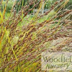 Apodasmia similis (Oioi)