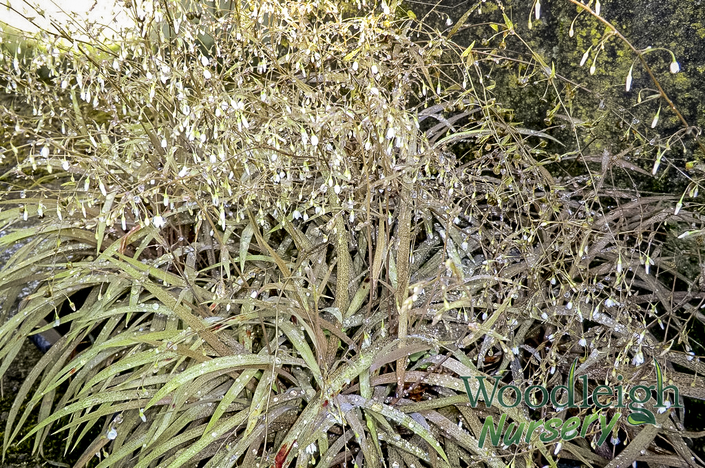 Arthropodium candidum (Small renga lily)