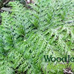 Asplenium bulbiferum