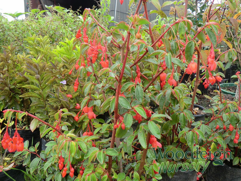 Begonia fuchsioides Red Cascade