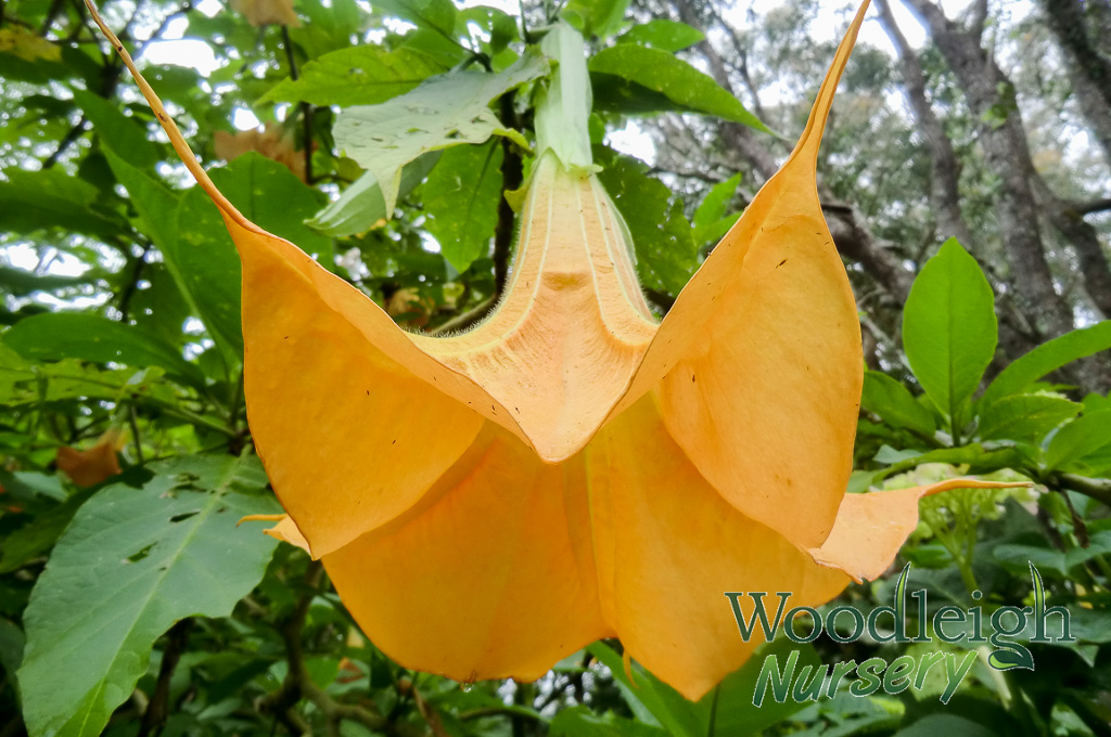 Brugmansia aurea (Golden Angel’s Trumpet)