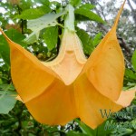 Brugmansia aurea (Golden Angel’s Trumpet)