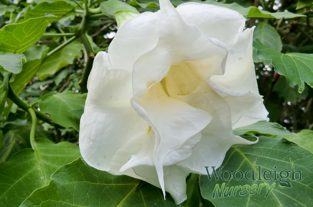 Brugmansia Double White