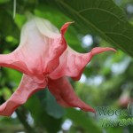 Brugmansia Noel's Blush