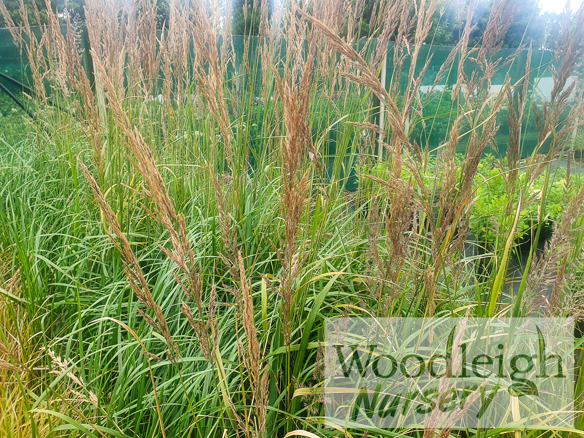 Calamagrostris Karl Foerster (Feather Reed grass)
