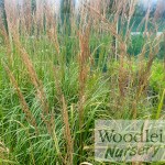 Calamagrostris Karl Foerster (Feather Reed grass)