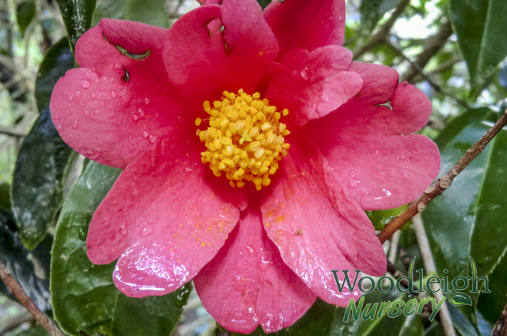 Camellia chekiangoleosa