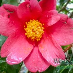 Camellia chekiangoleosa