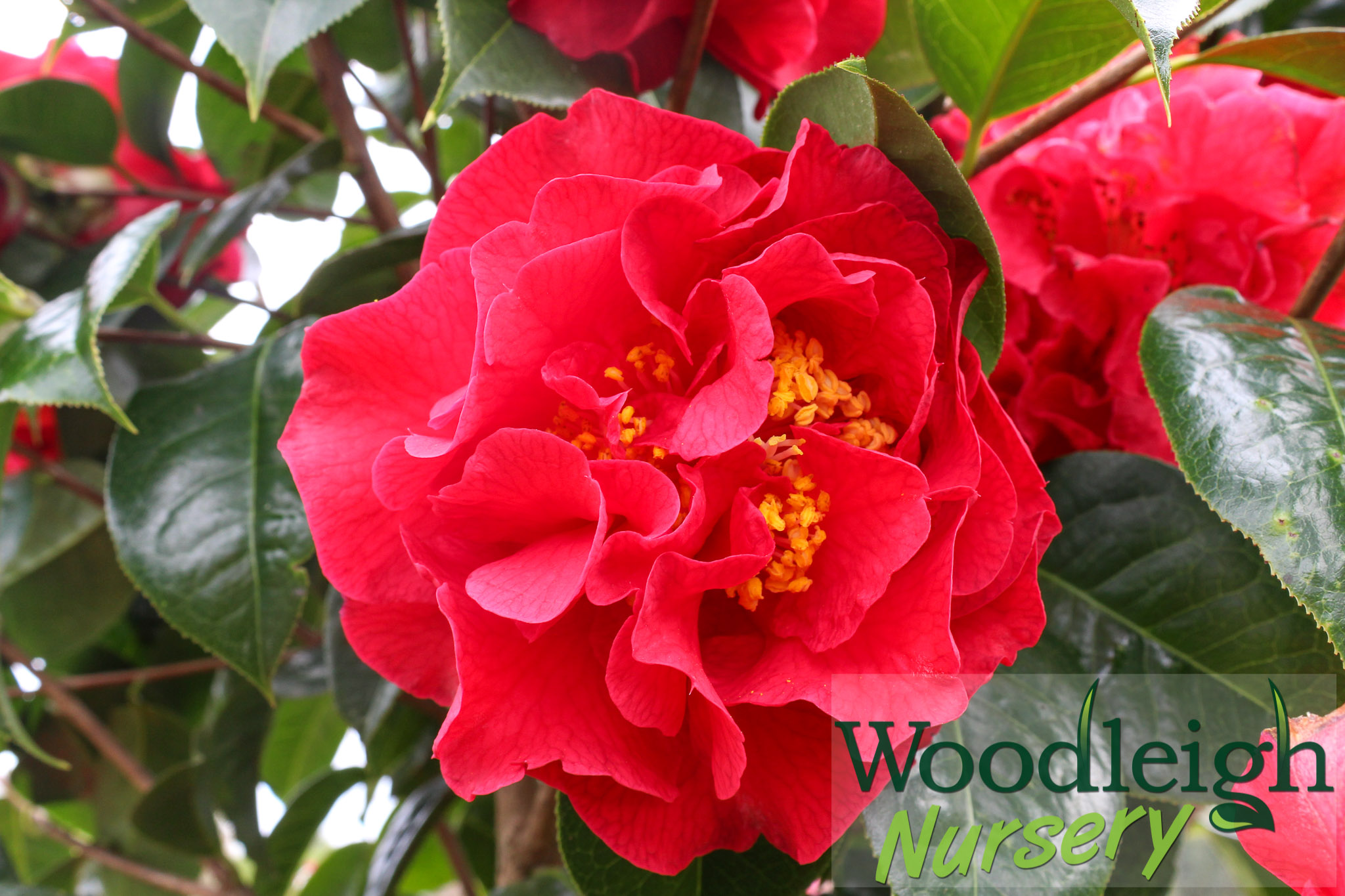 Camellia Dr Clifford Parks