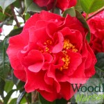 Camellia Dr Clifford Parks