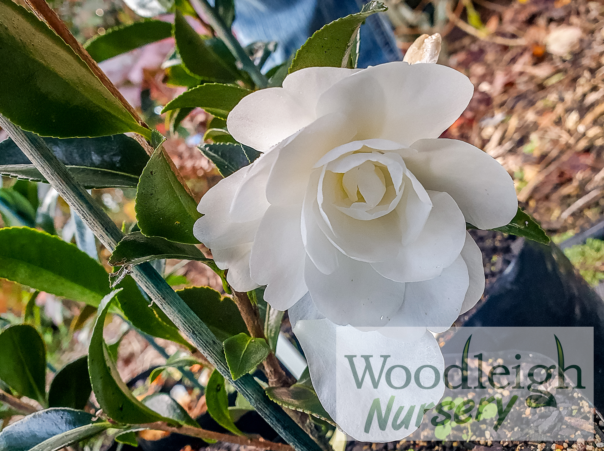 Camellia Early Pearly