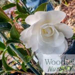 Camellia Early Pearly