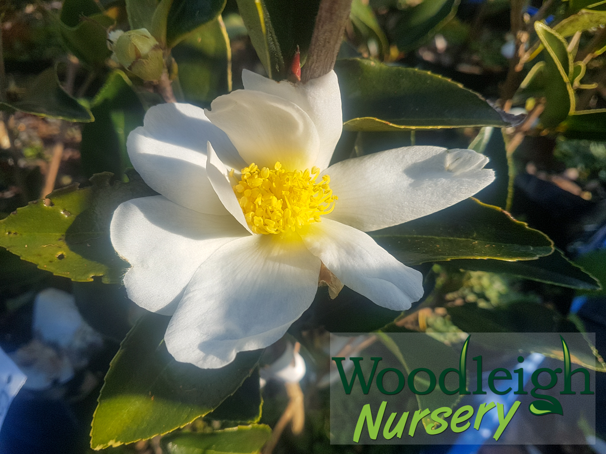 Camellia gauchowensis