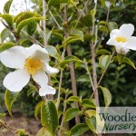 Camellia grijsii