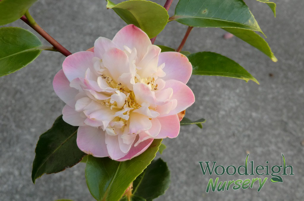 Camellia High Fragrance