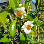 Camellia irrawadiensis