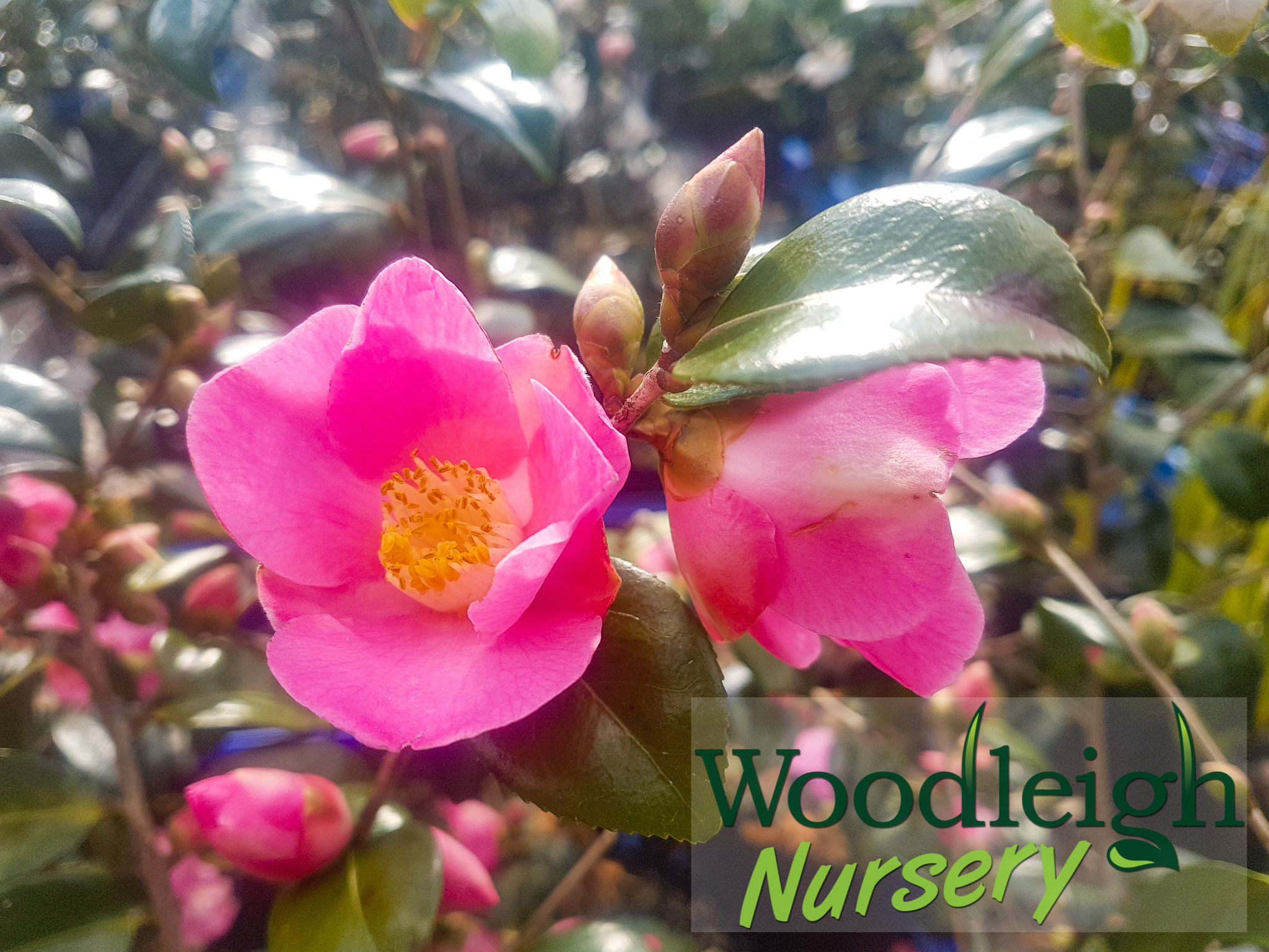 Camellia Koto-no-kaori