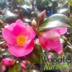 Camellia Koto-no-kaori