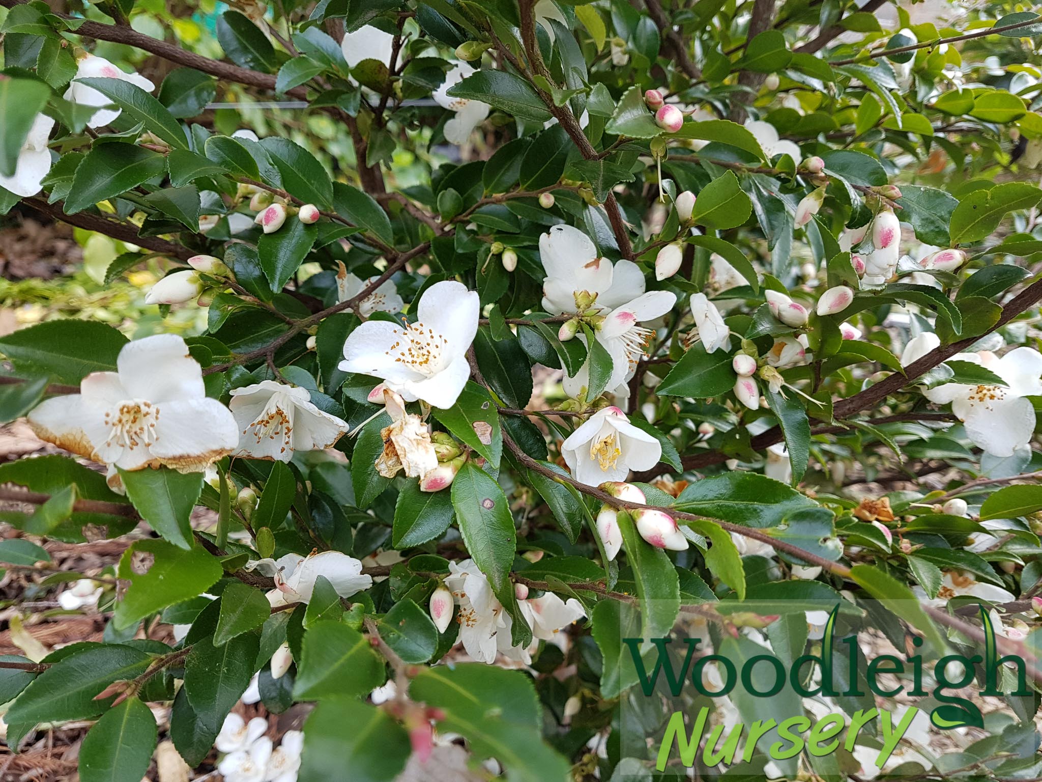 Camellia lutchuensis