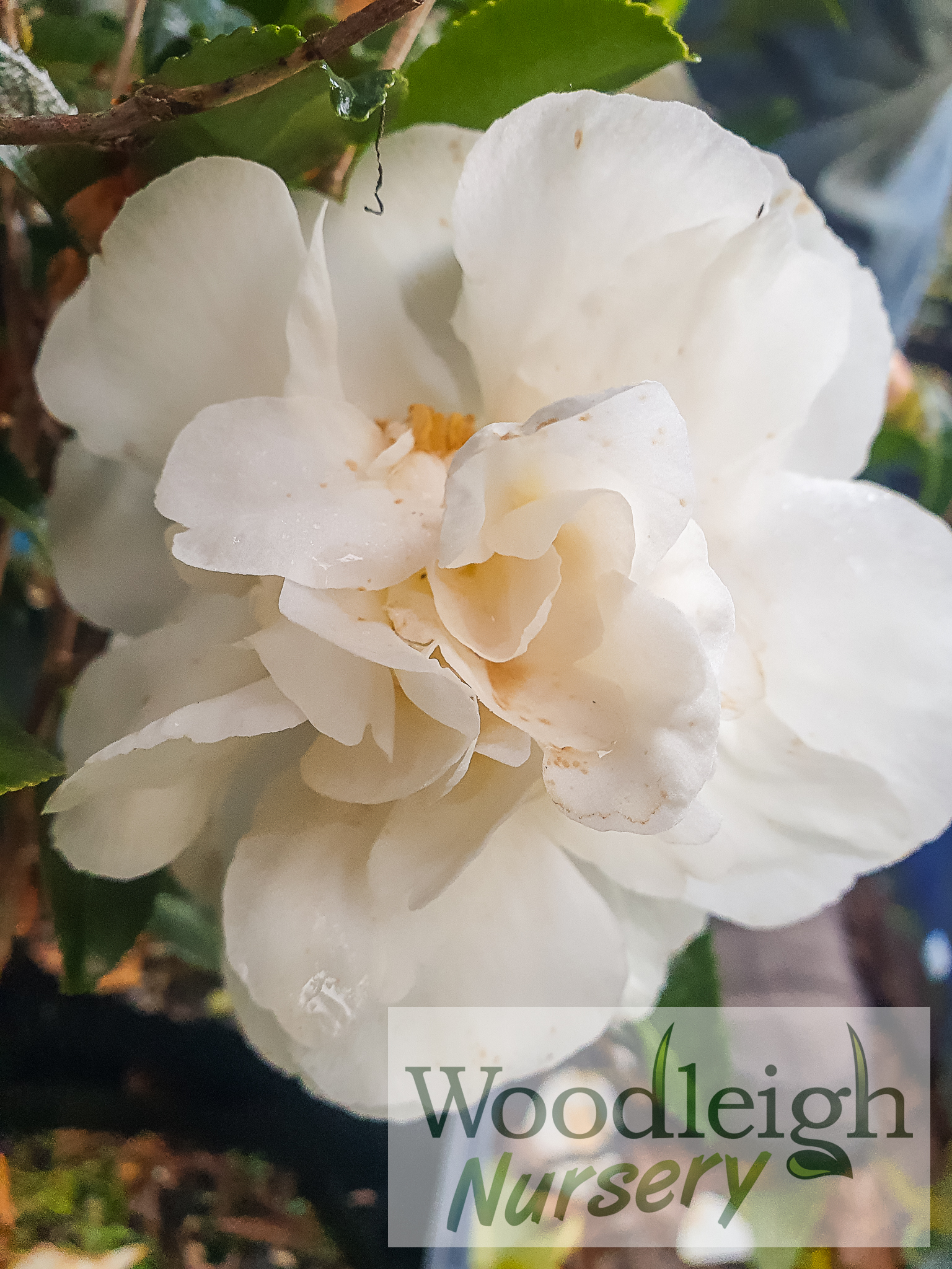 Camellia sasanqua Paradise Helen