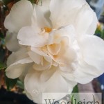 Camellia sasanqua Paradise Helen