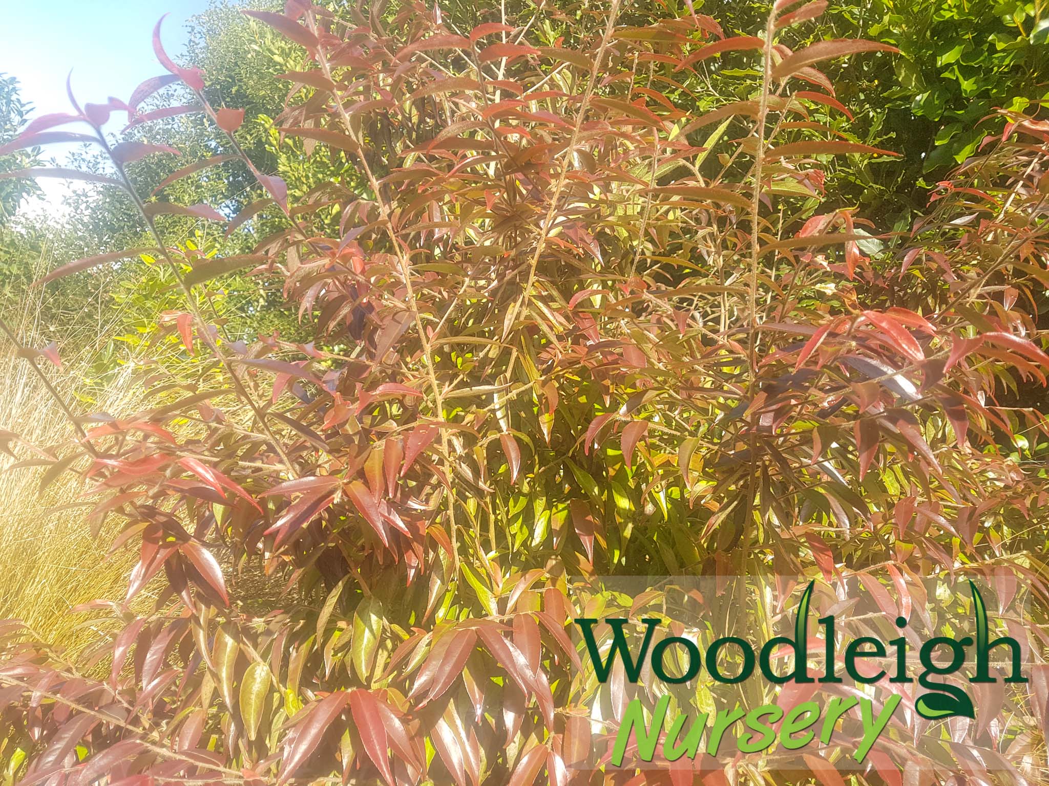 Camellia salicifolia