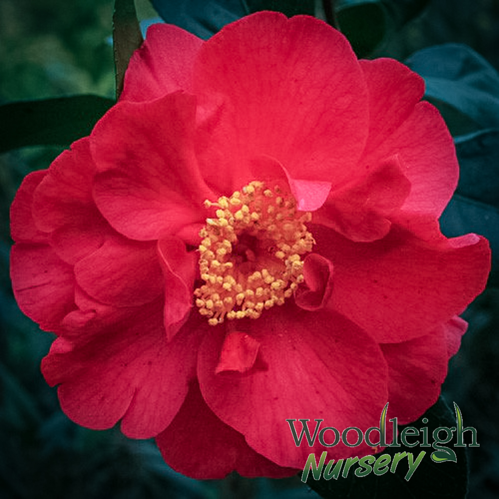 Camellia San Dimas