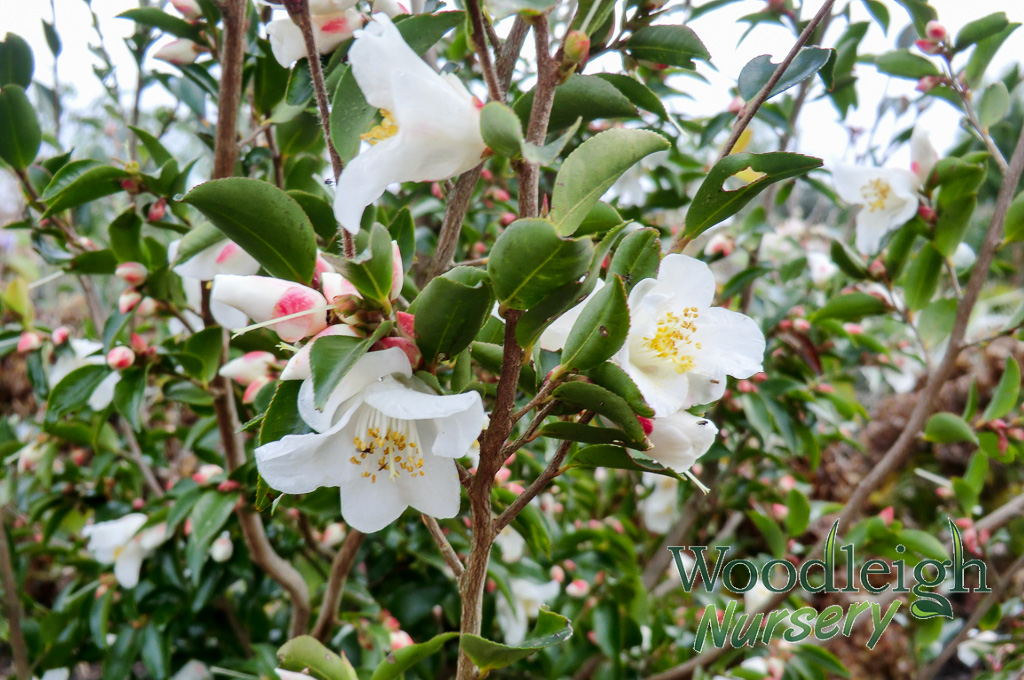 Camellia transnokoensis