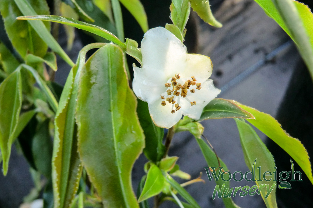 Camellia tsaii