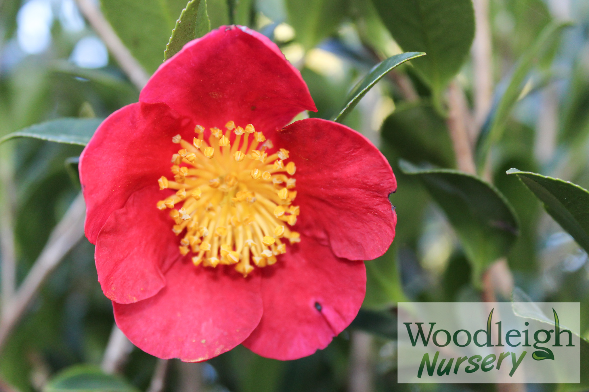 Camellia Yuletide