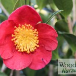 Camellia Yuletide