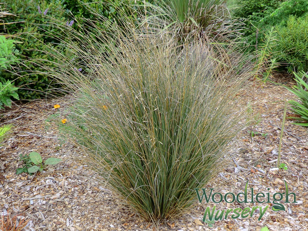 Chinochloa rubra (red tussock)
