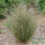 Chinochloa rubra (red tussock)