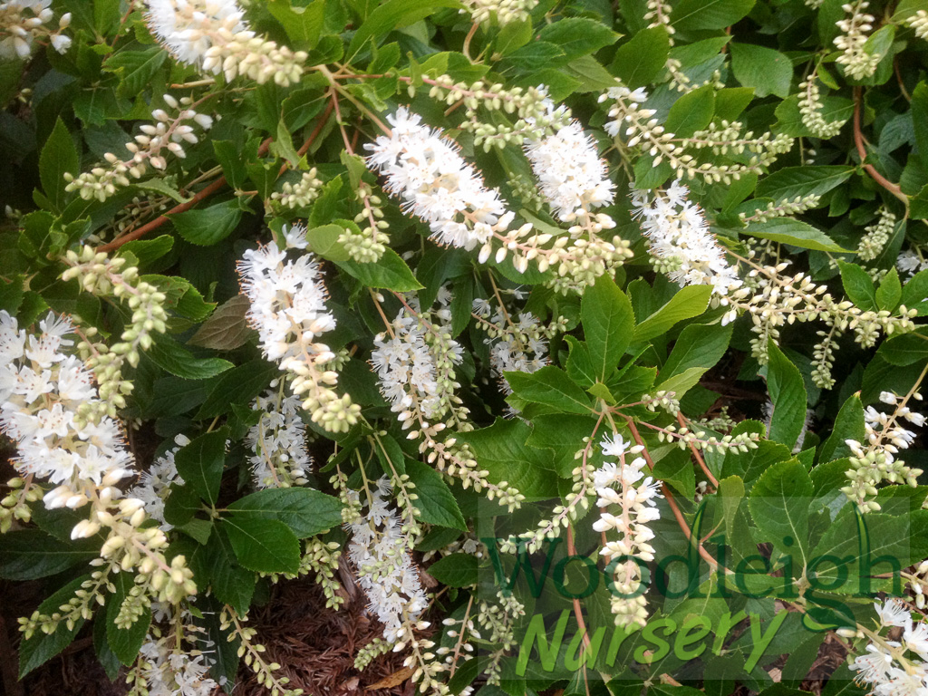 Clethra alnifolia