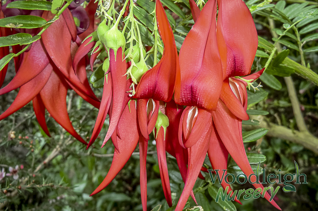 Clianthus puniceus