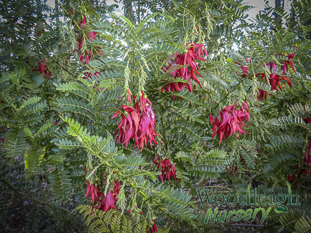 Clianthus puniceus