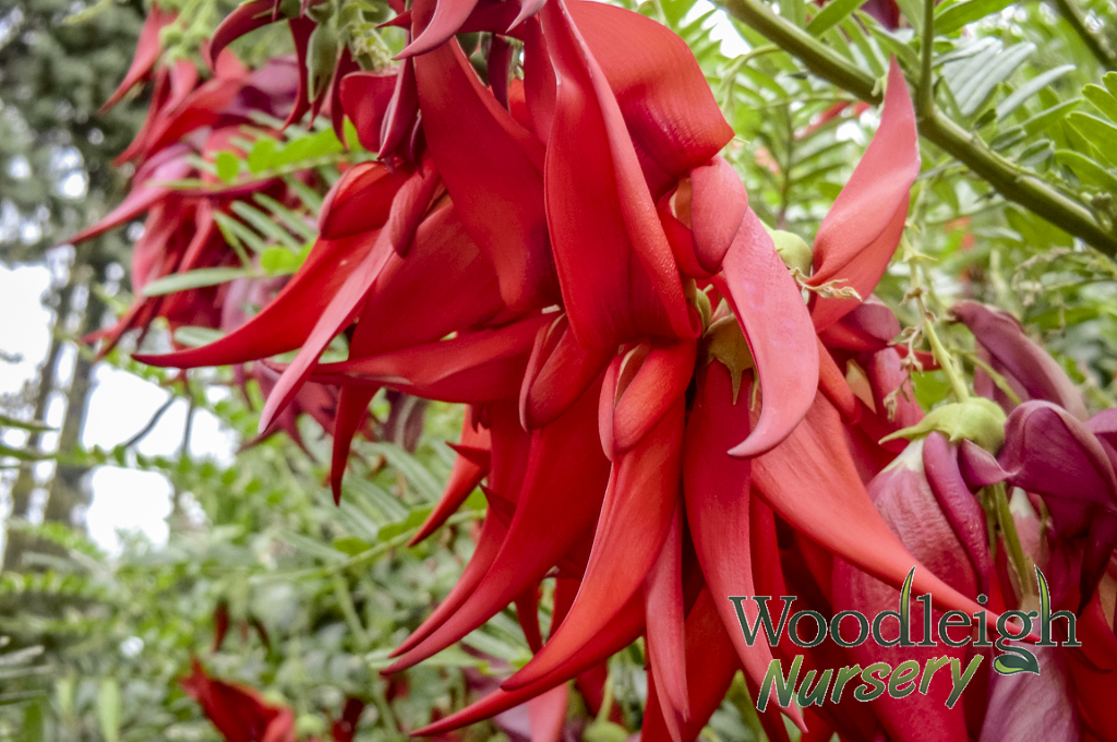 Clianthus puniceus