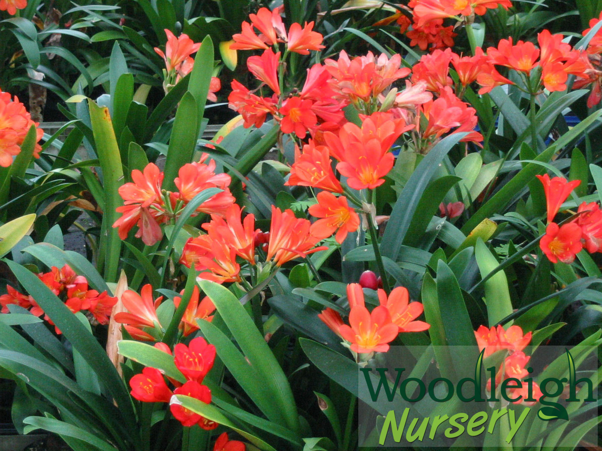 Clivia miniata x Miyaki Grandiflora mass