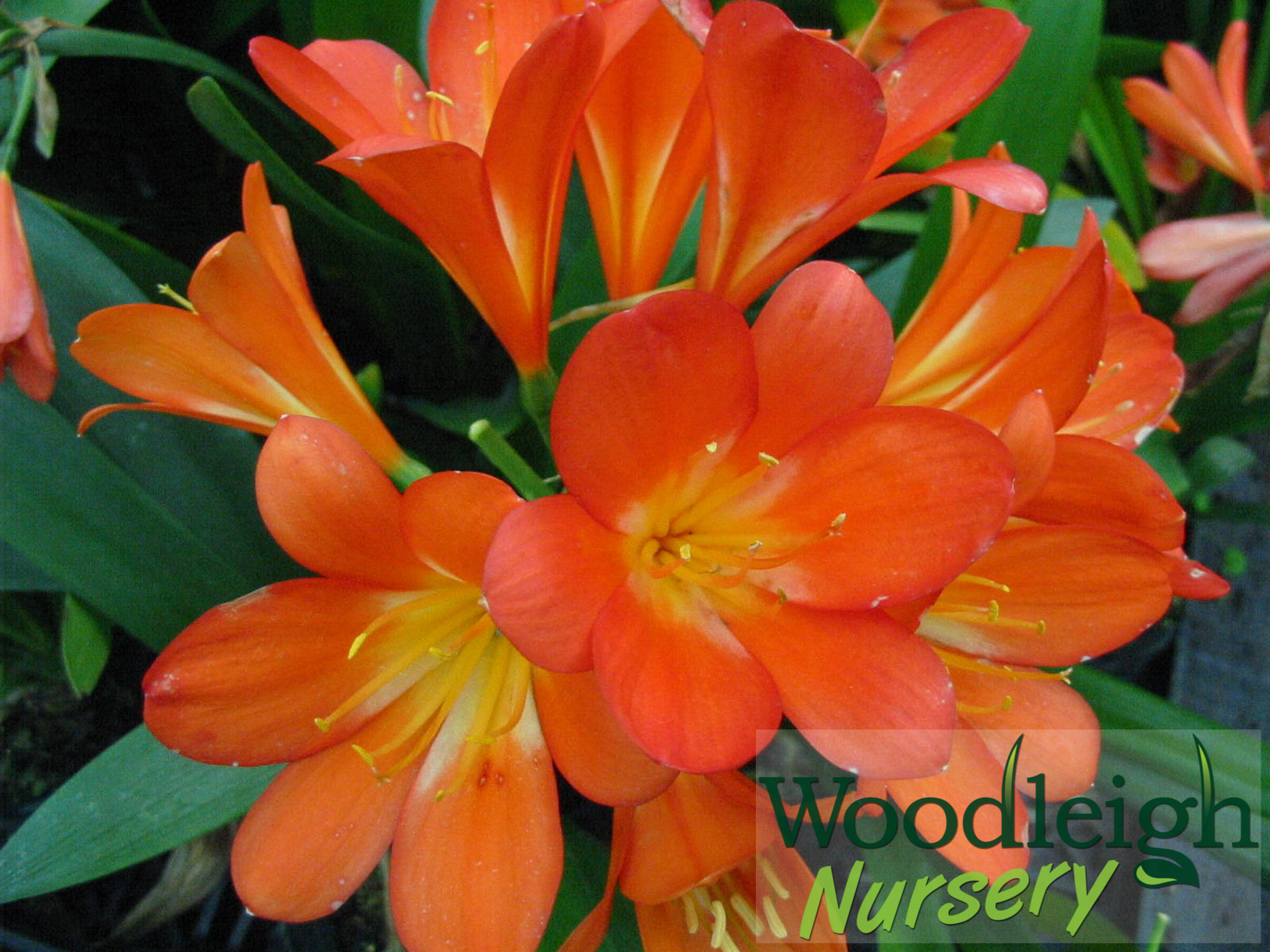 Clivia miniata x Miyaki Grandiflora