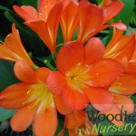 Clivia miniata x Miyaki Grandiflora