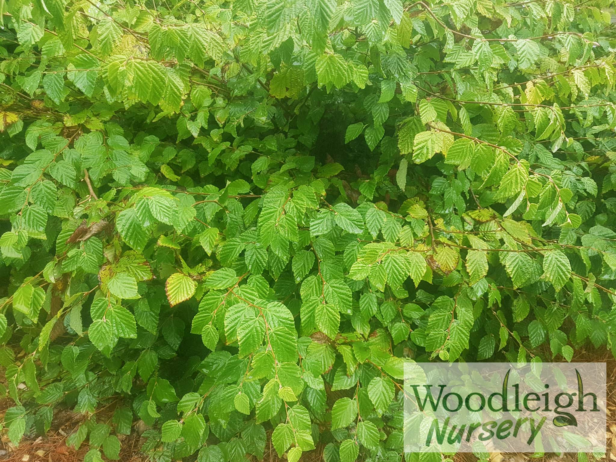 Corylopsis pauciflora (Witch Hazel)