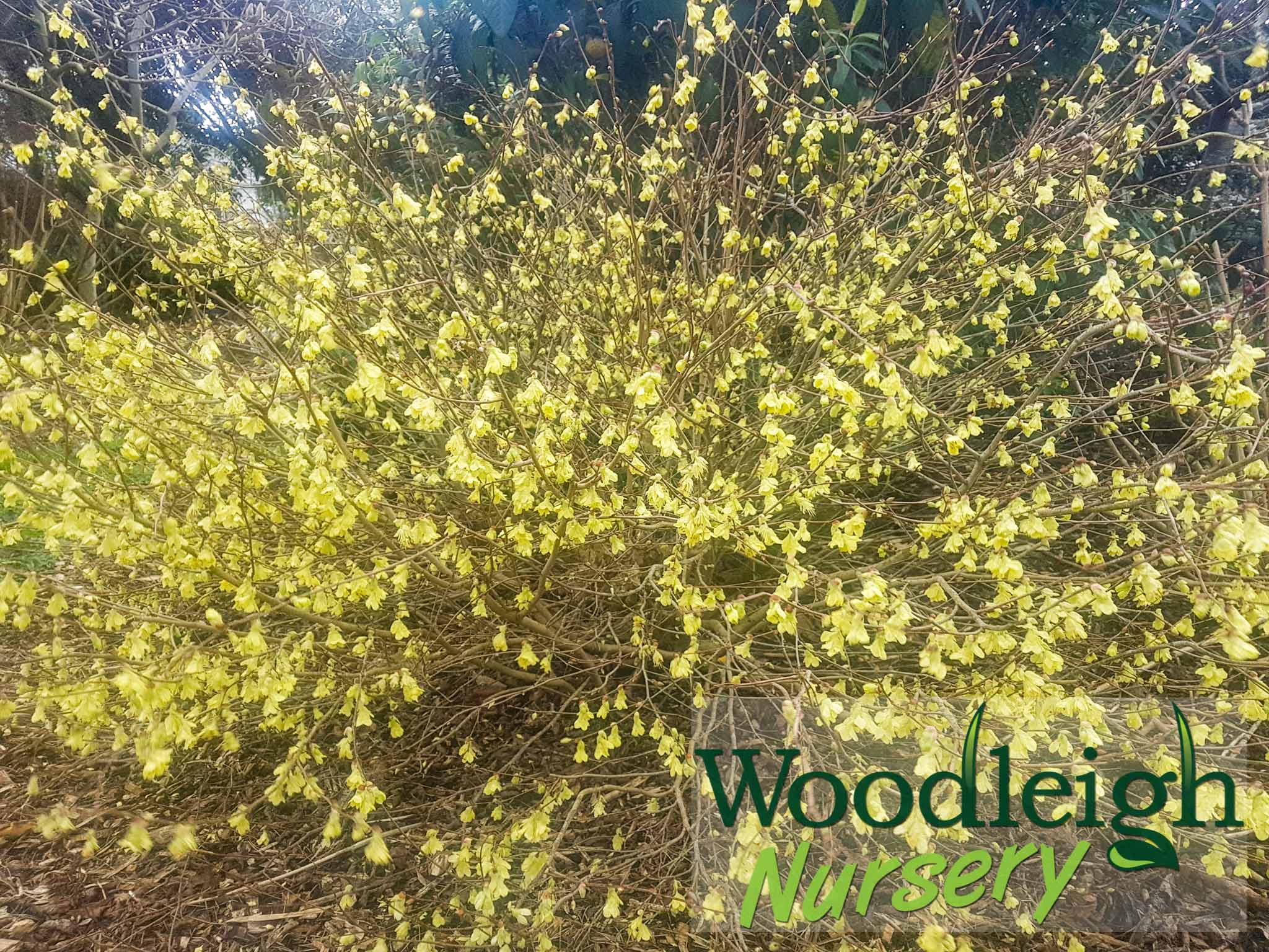 Corylopsis pauciflora (Witch Hazel)