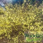 Corylopsis pauciflora (Witch Hazel)