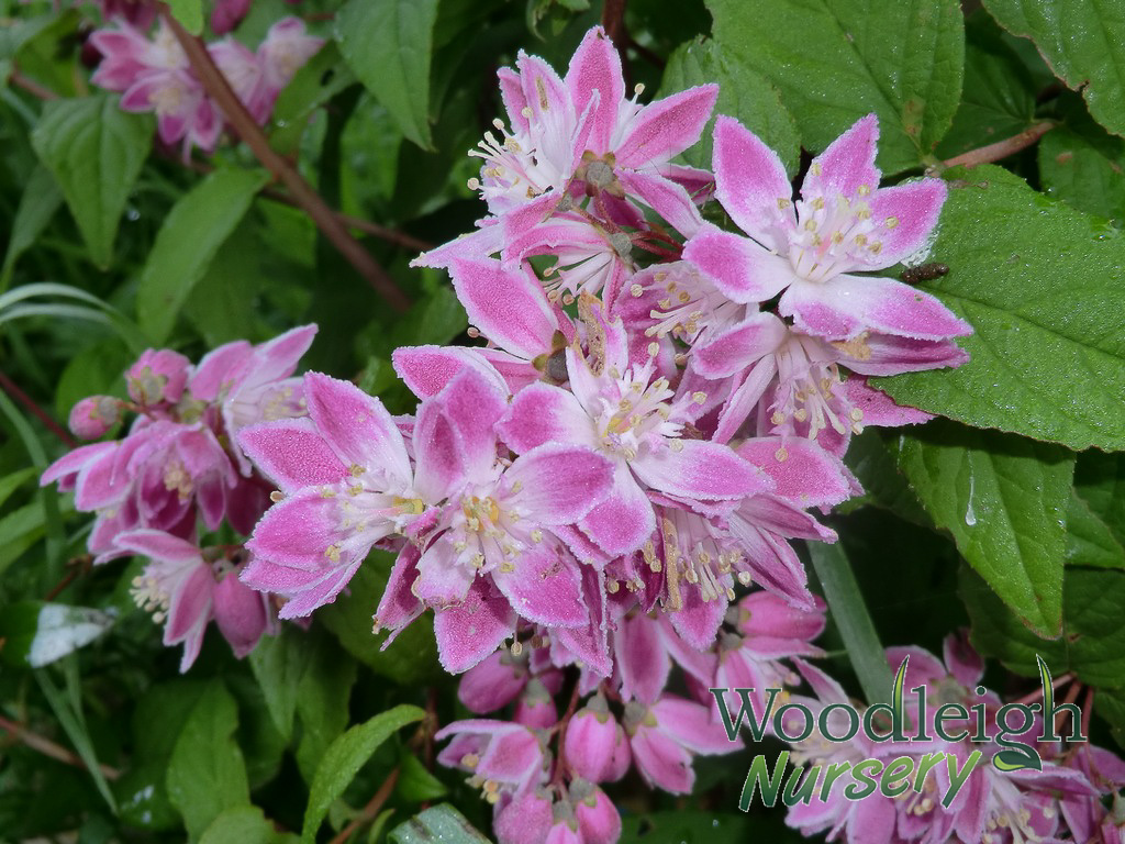 Deutzia Magicien