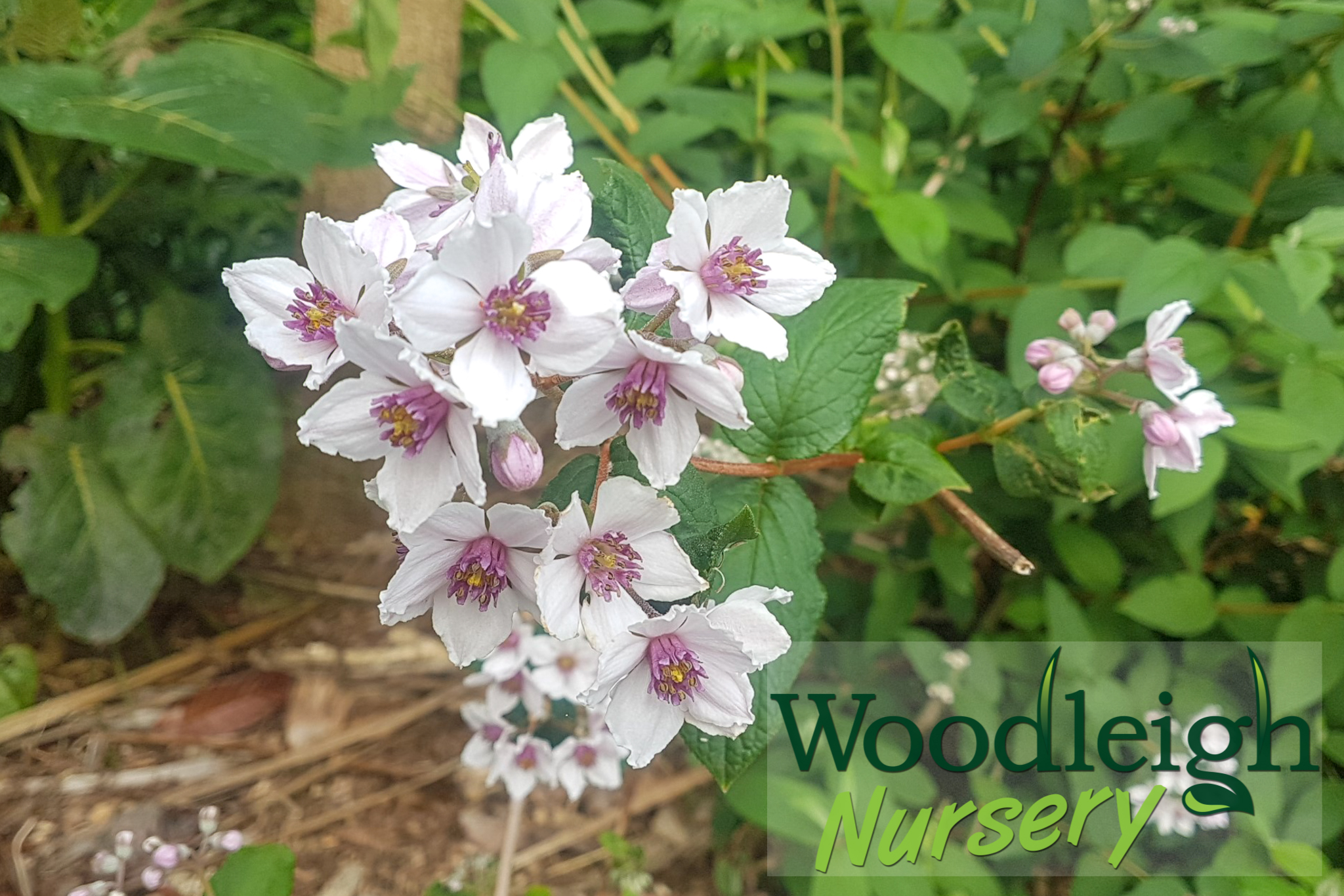 Deutzia purpurascens