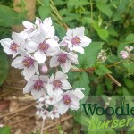 Deutzia purpurascens