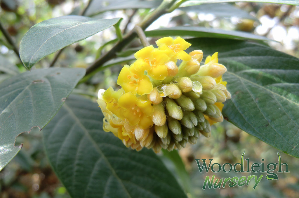 Edgeworthia gardeneri