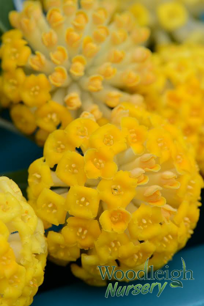 Edgeworthia gardeneri