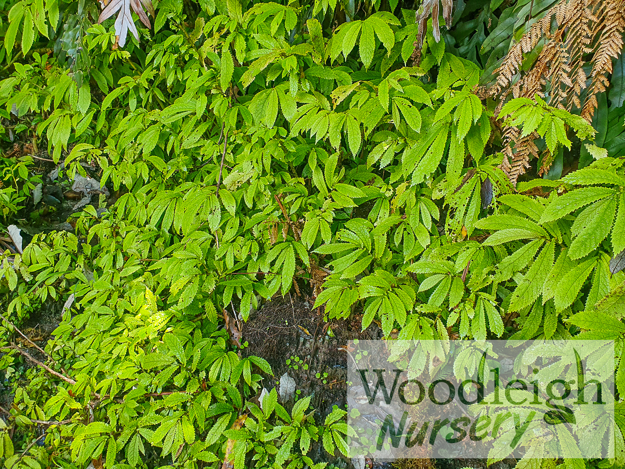Elatostema rugosa (Parataniwha, New Zealand native begonia)
